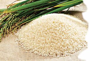 Rice production in Nigeria 