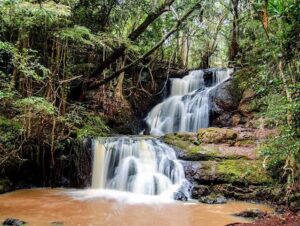 Karura Forest Reserve 