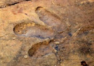 Dinosaur Footprints 